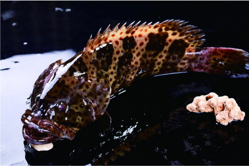 龙胆石斑_调整大小