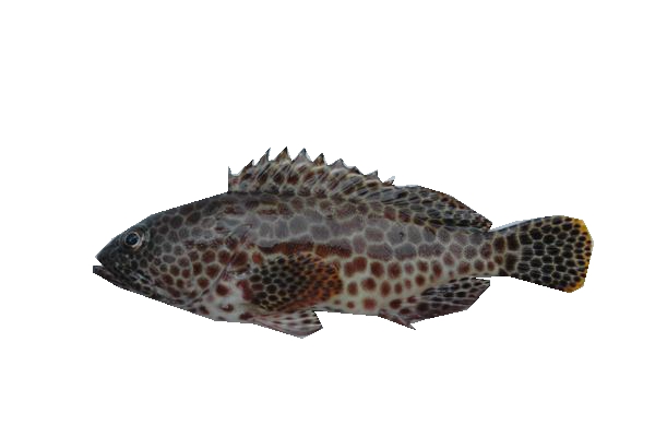 金钱斑